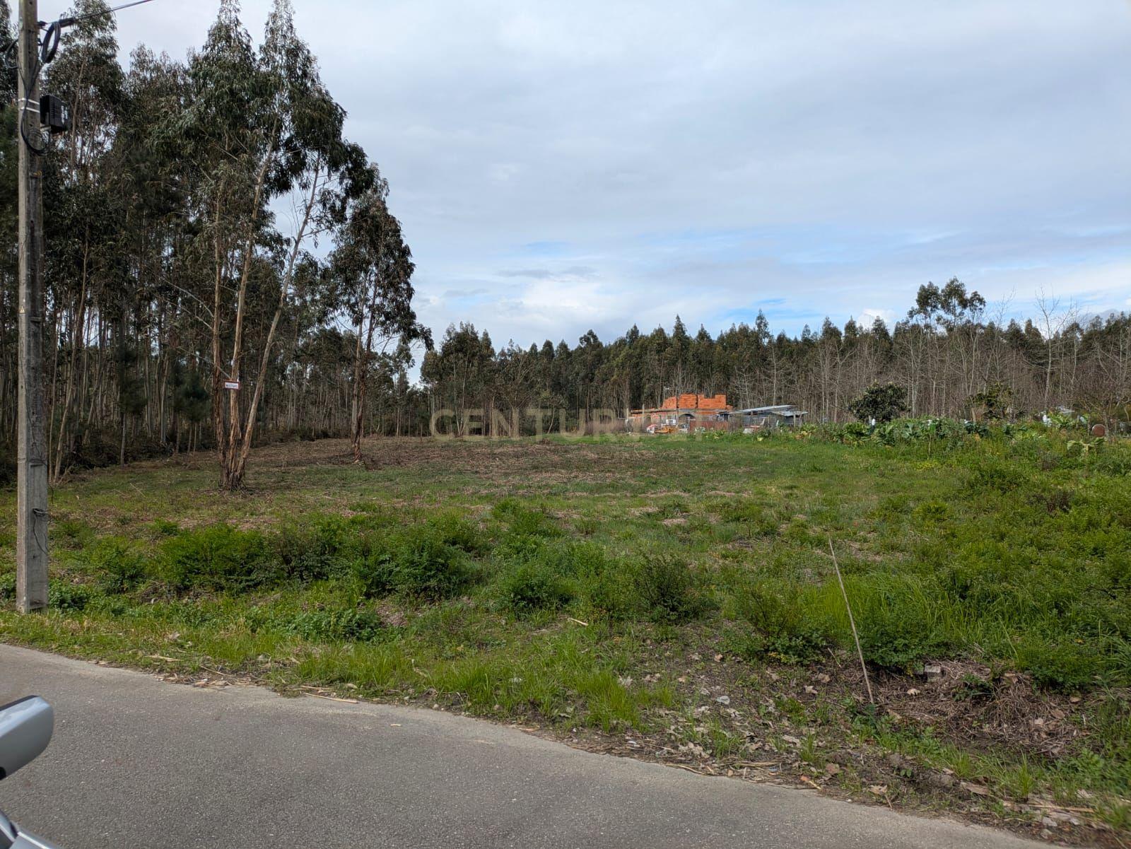 Terreno Agroflorestal em Oliveira do Bairro - 15.000€ - Image 3
